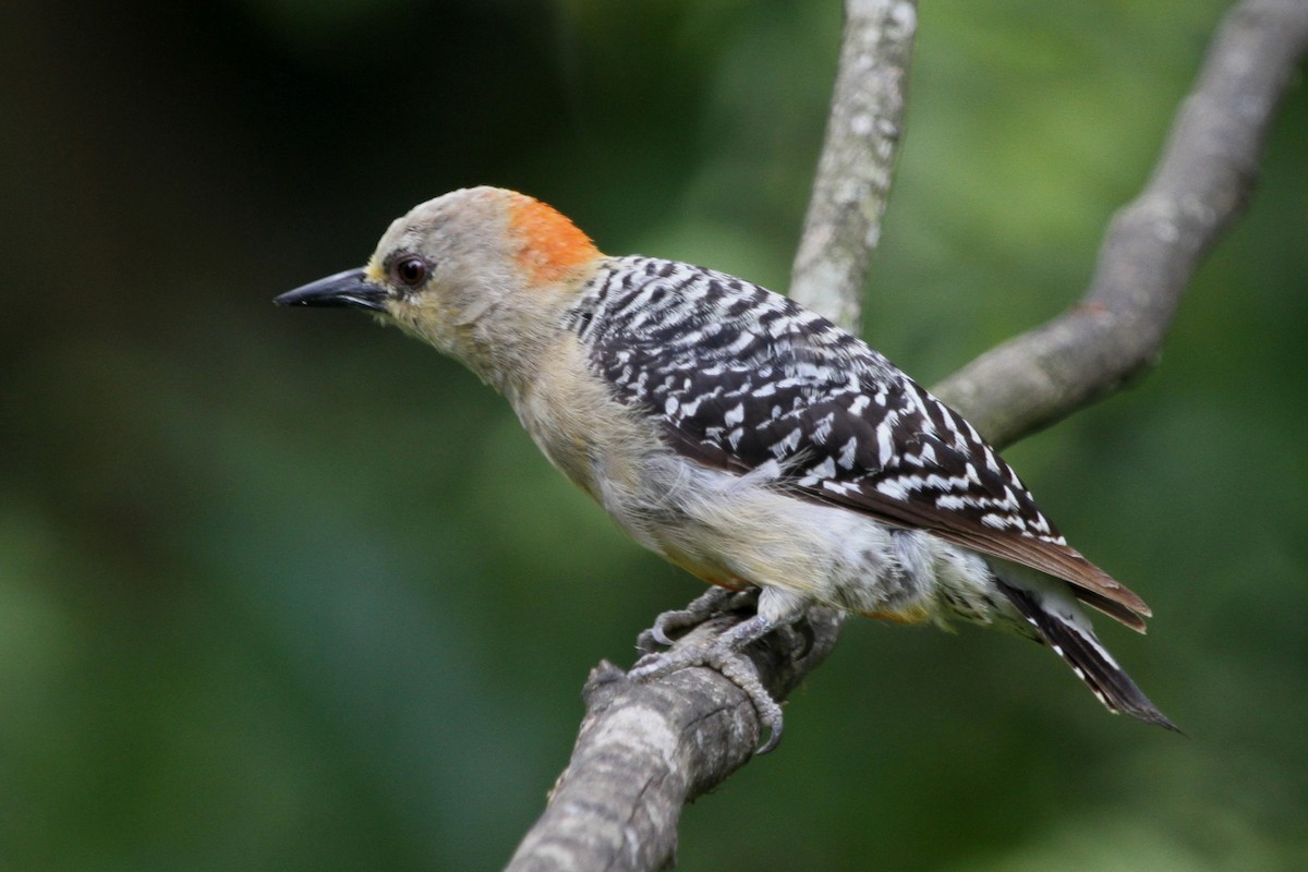 Red-crowned Woodpecker - ML620657521