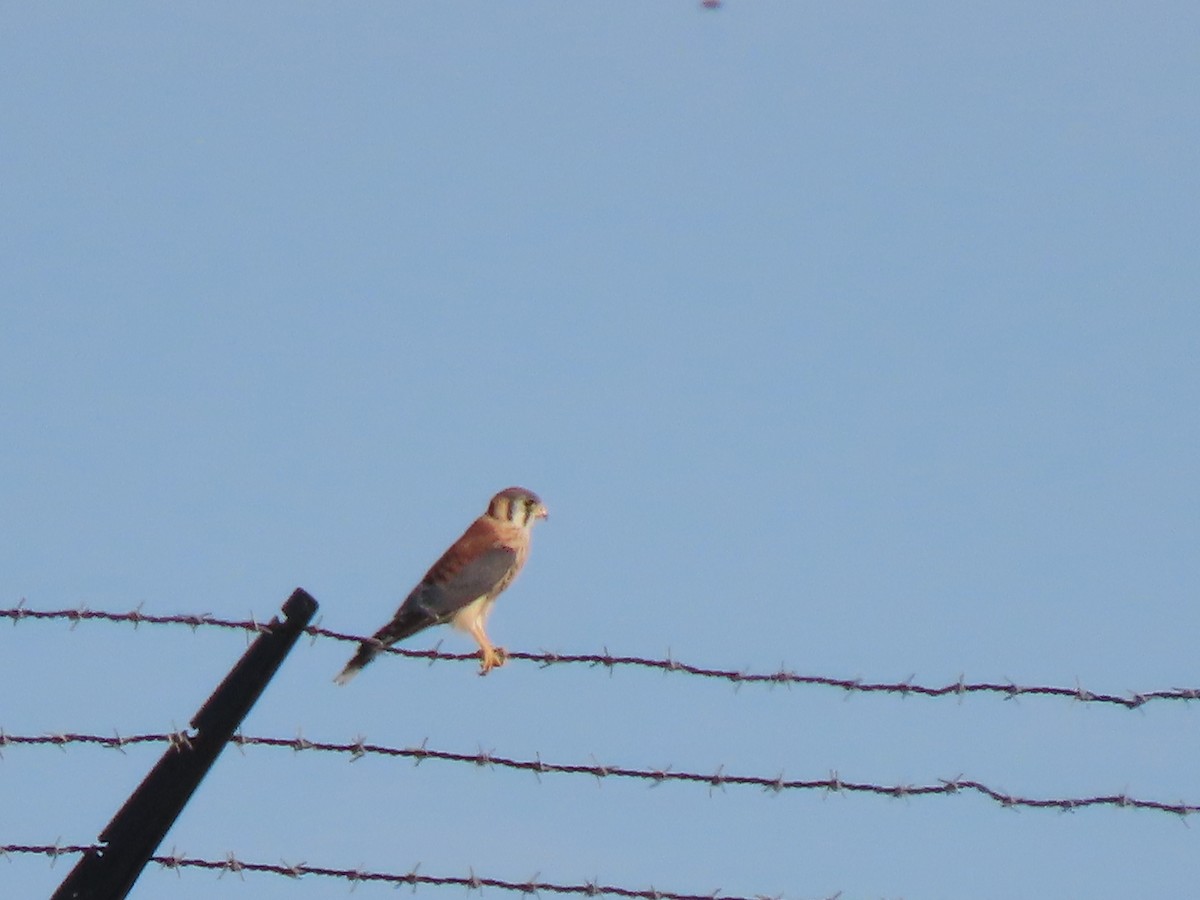 American Kestrel - ML620657525