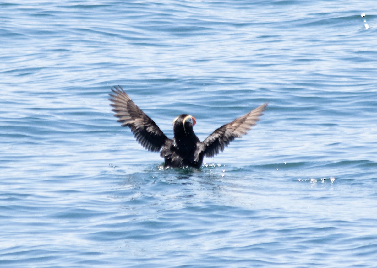 Tufted Puffin - ML620657527