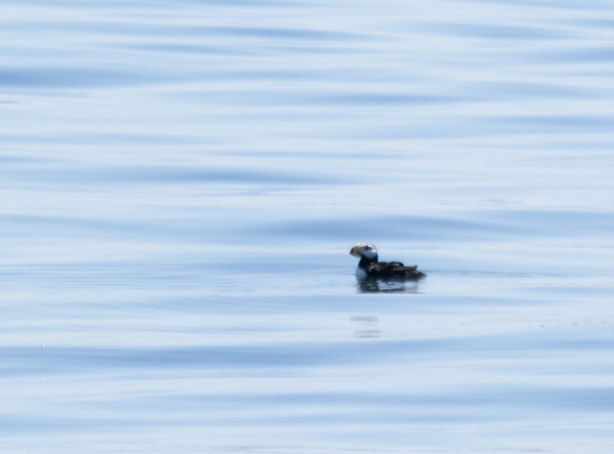 Tufted Puffin - ML620657529