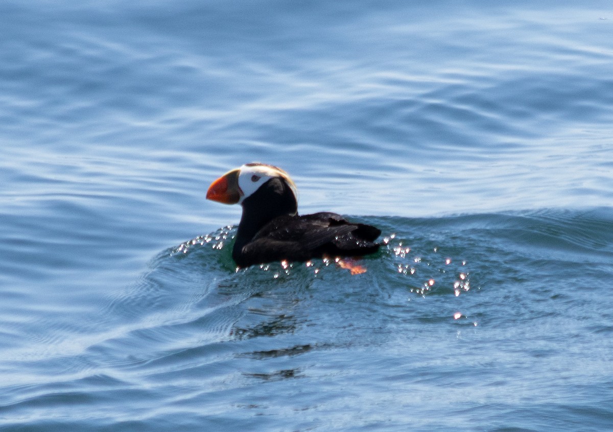 Tufted Puffin - ML620657530