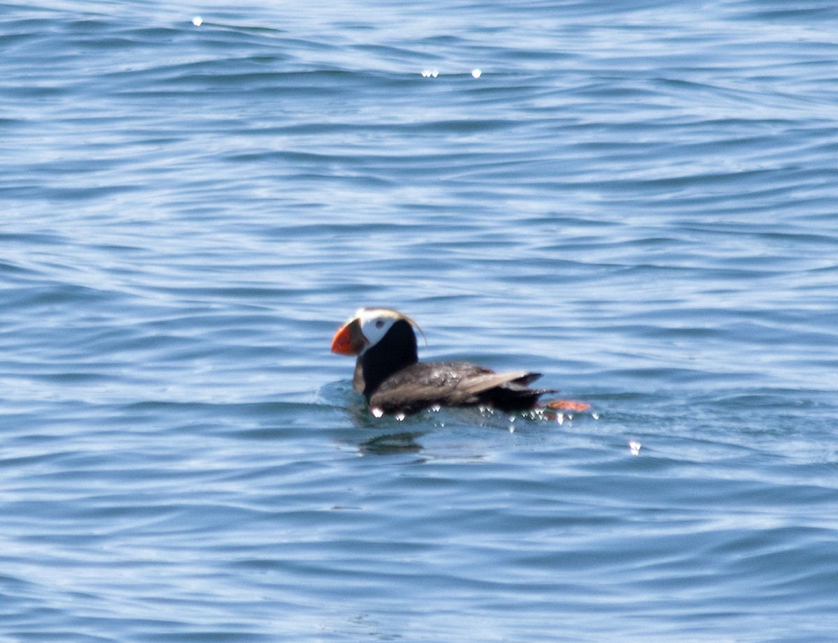 Tufted Puffin - ML620657531