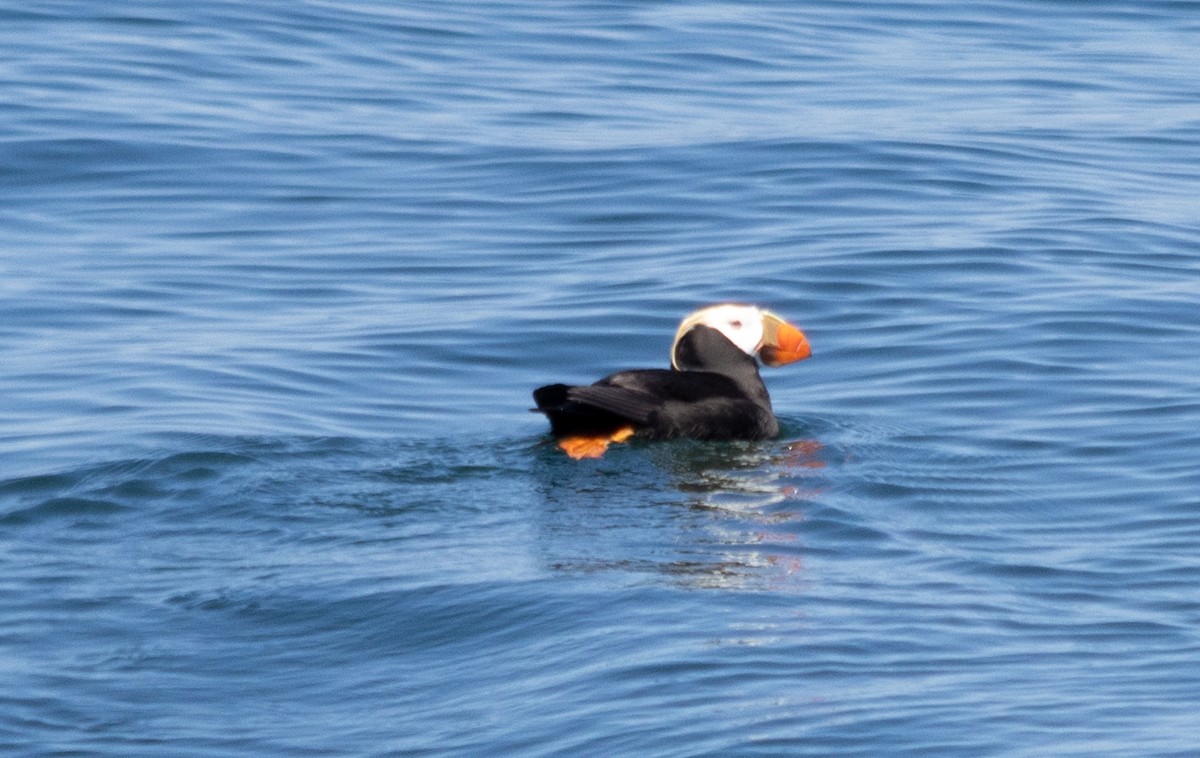 Tufted Puffin - ML620657532