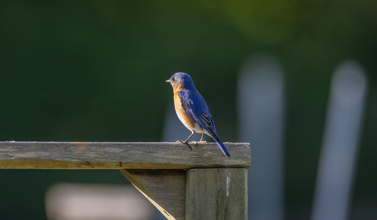 Eastern Bluebird - ML620657536