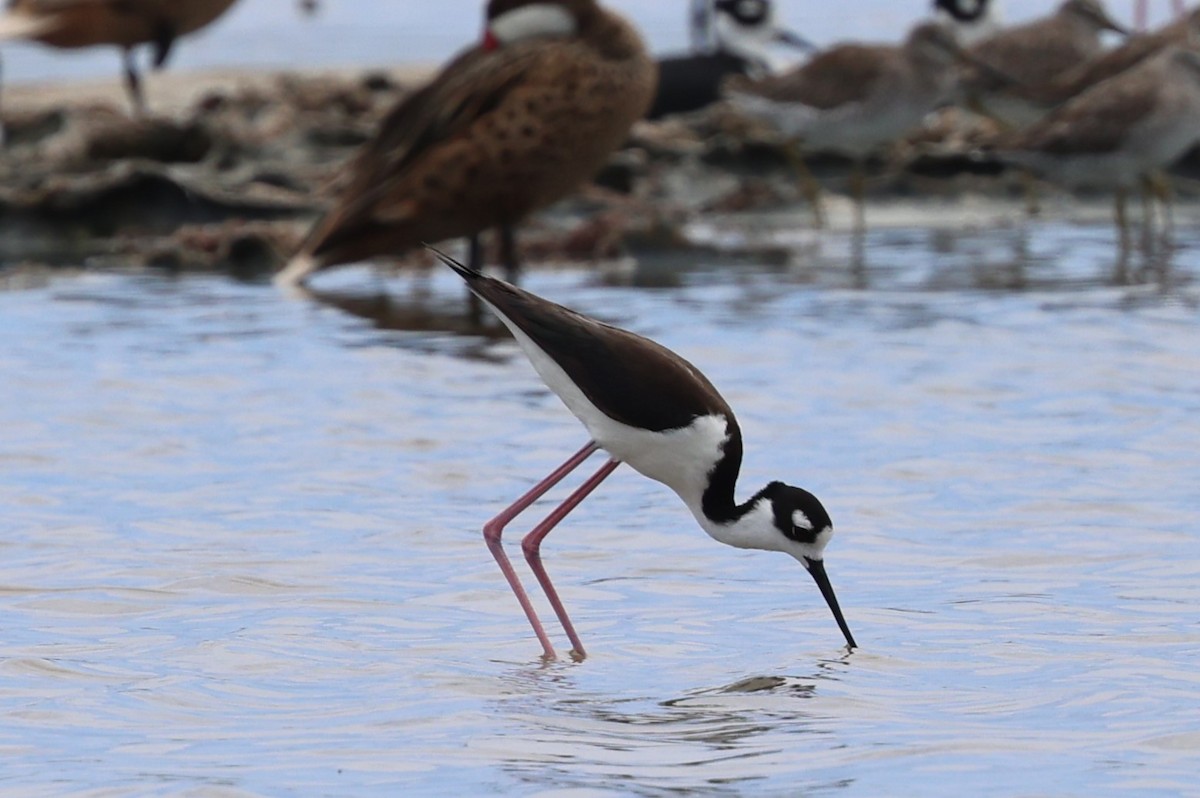 Black-necked Stilt - ML620657538