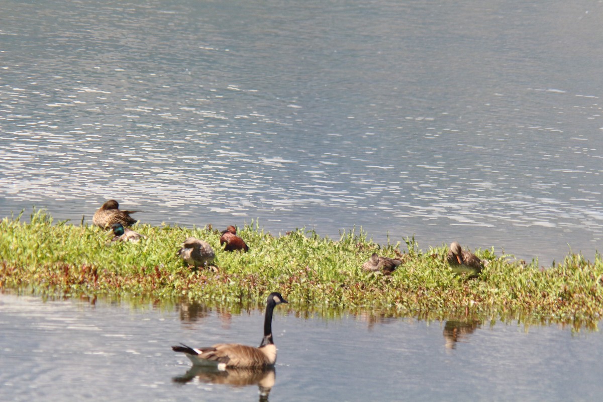 Gadwall - ML620657544