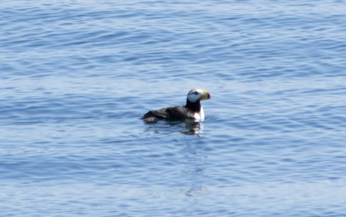 Horned Puffin - ML620657558
