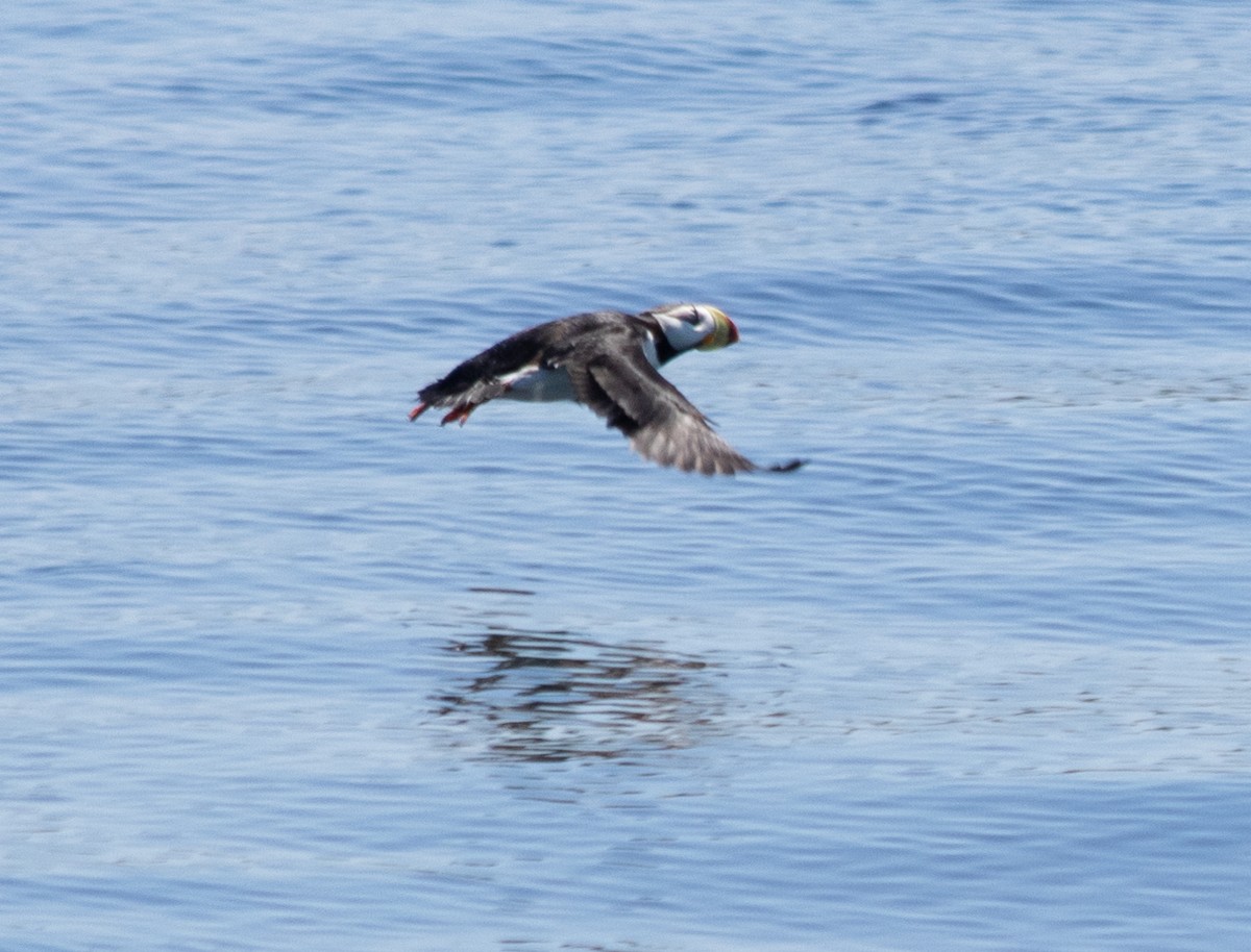 Horned Puffin - ML620657559