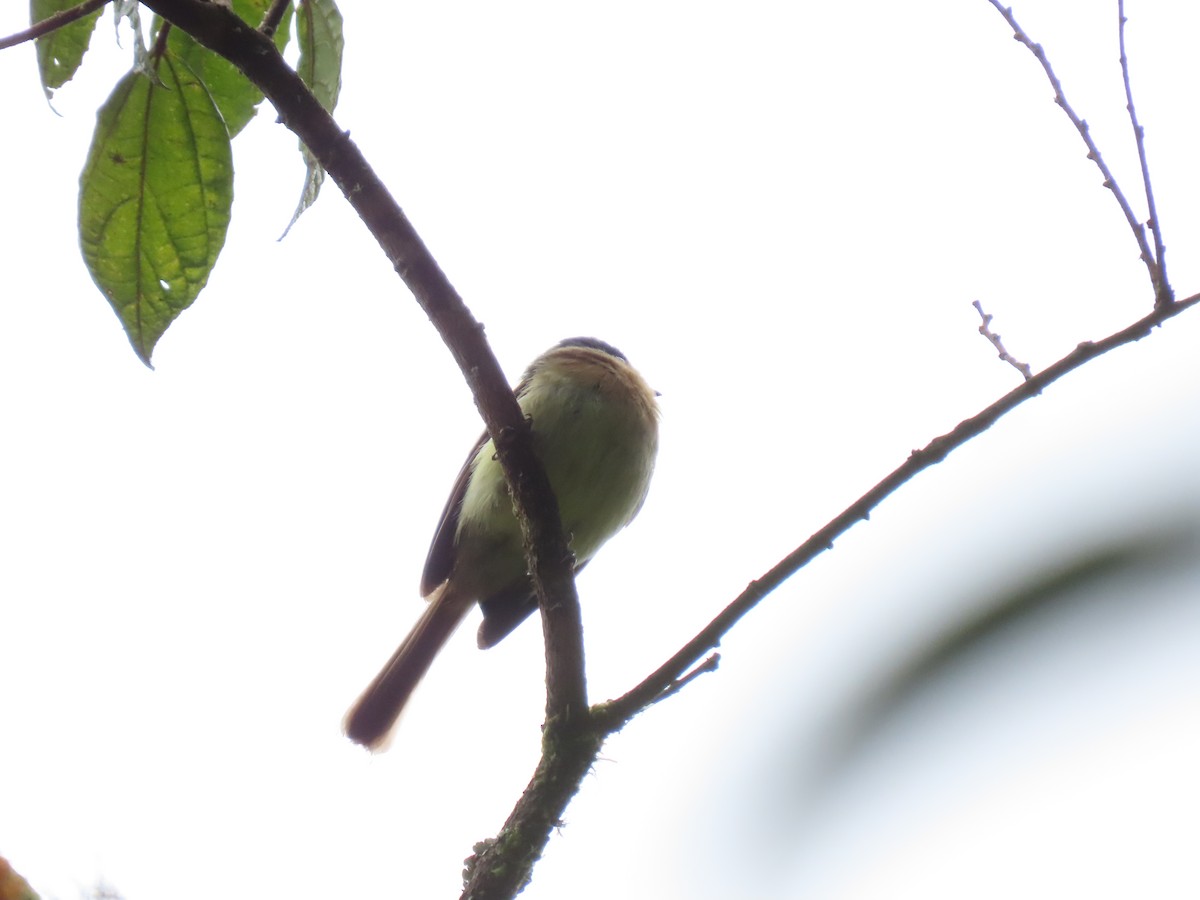 Rufous-breasted Flycatcher - ML620657567