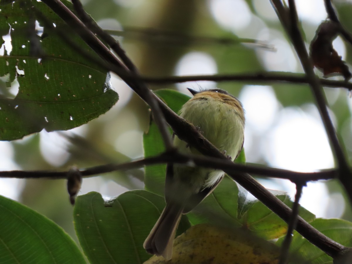 Rufous-breasted Flycatcher - ML620657569