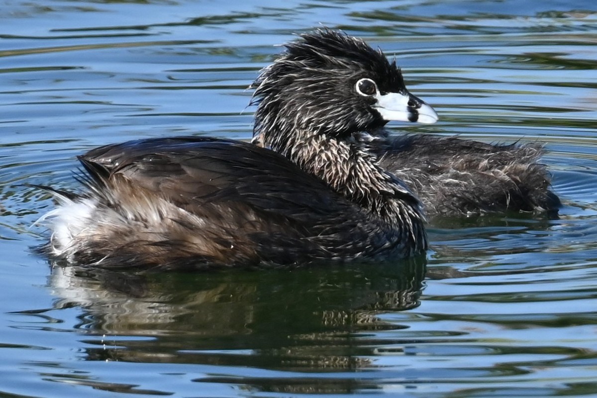 Grèbe à bec bigarré - ML620657571