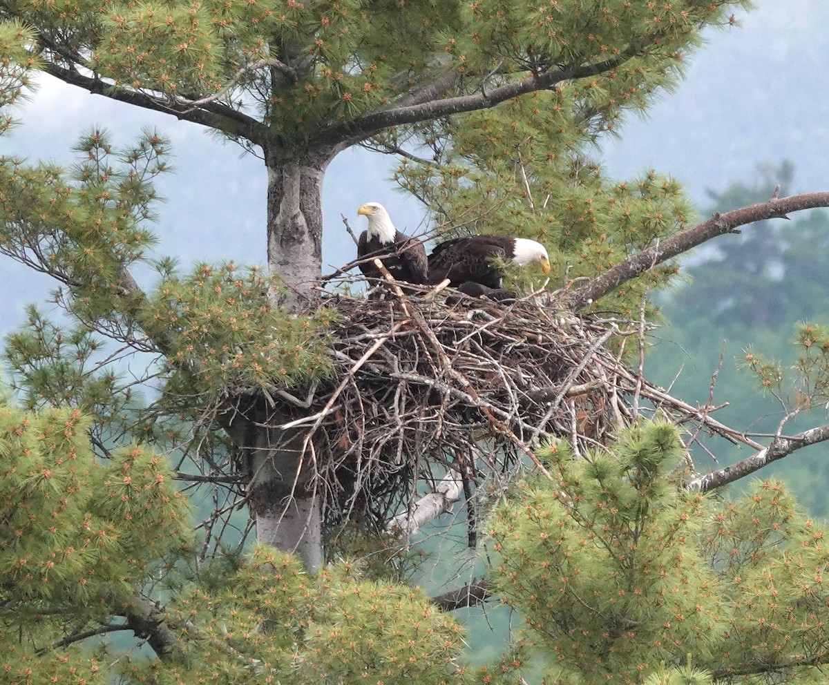 Bald Eagle - ML620657573