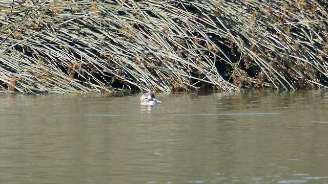 Bufflehead - ML620657576