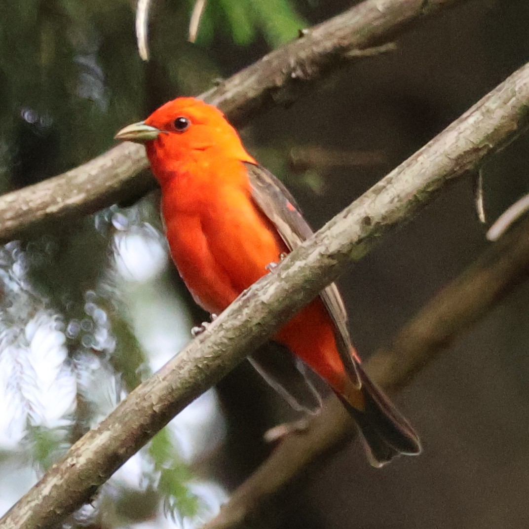 Scarlet Tanager - ML620657577