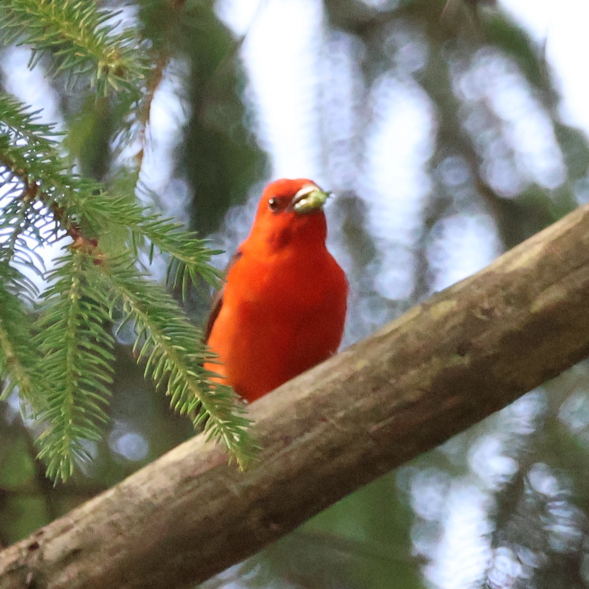 Scarlet Tanager - ML620657579