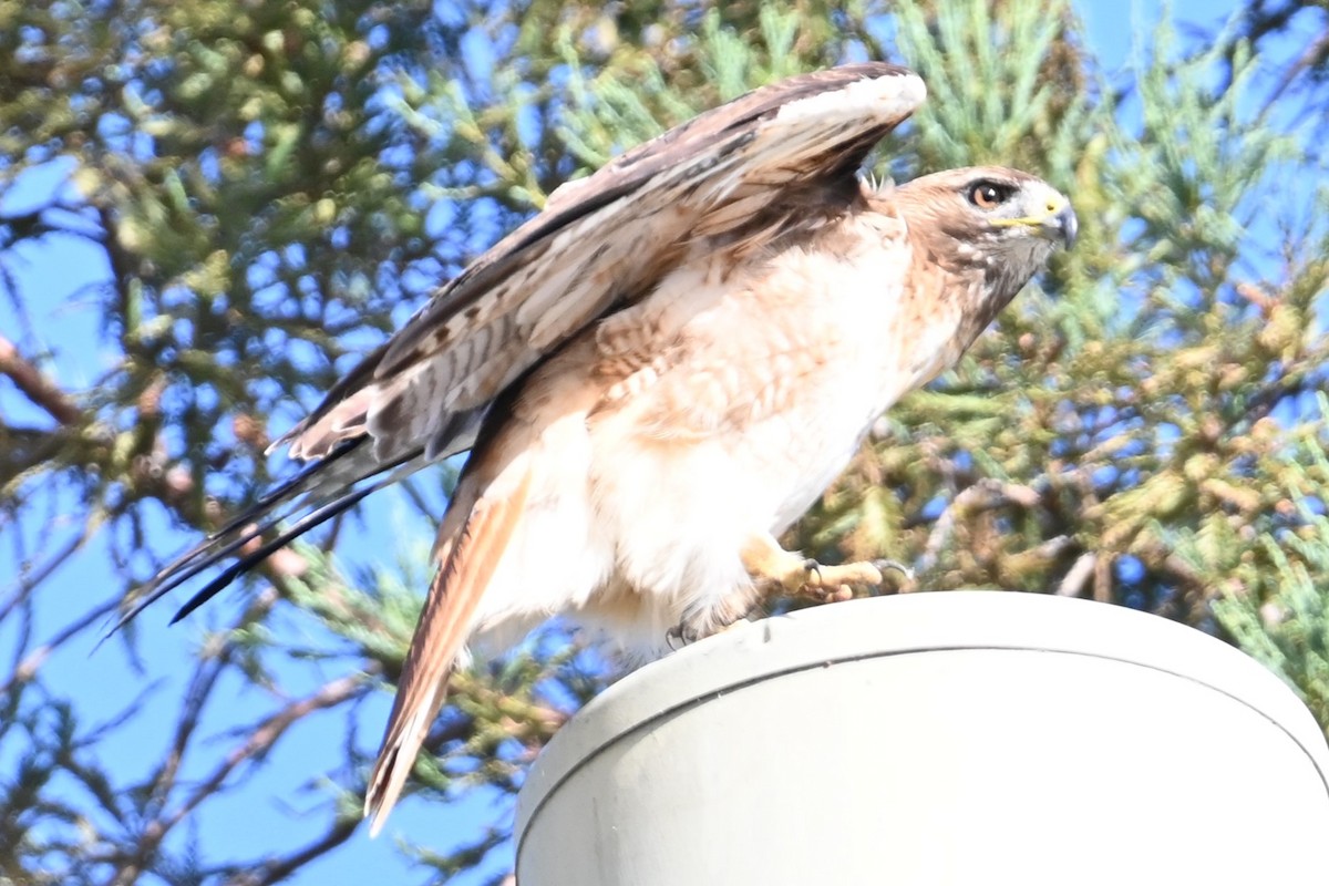 Red-tailed Hawk - ML620657581