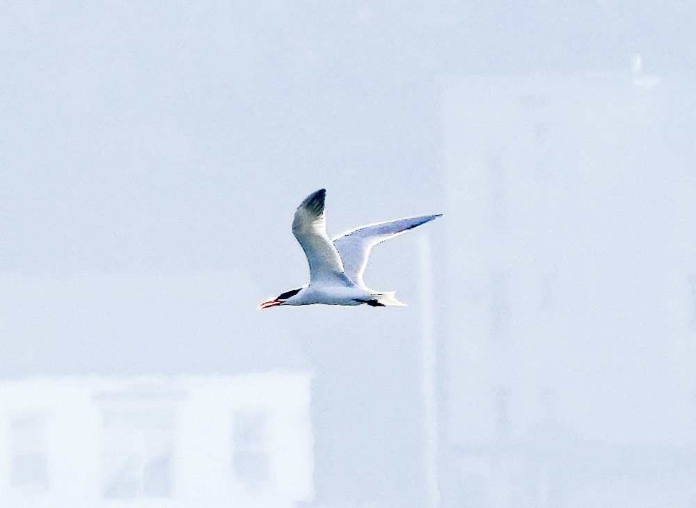 Caspian Tern - ML620657583