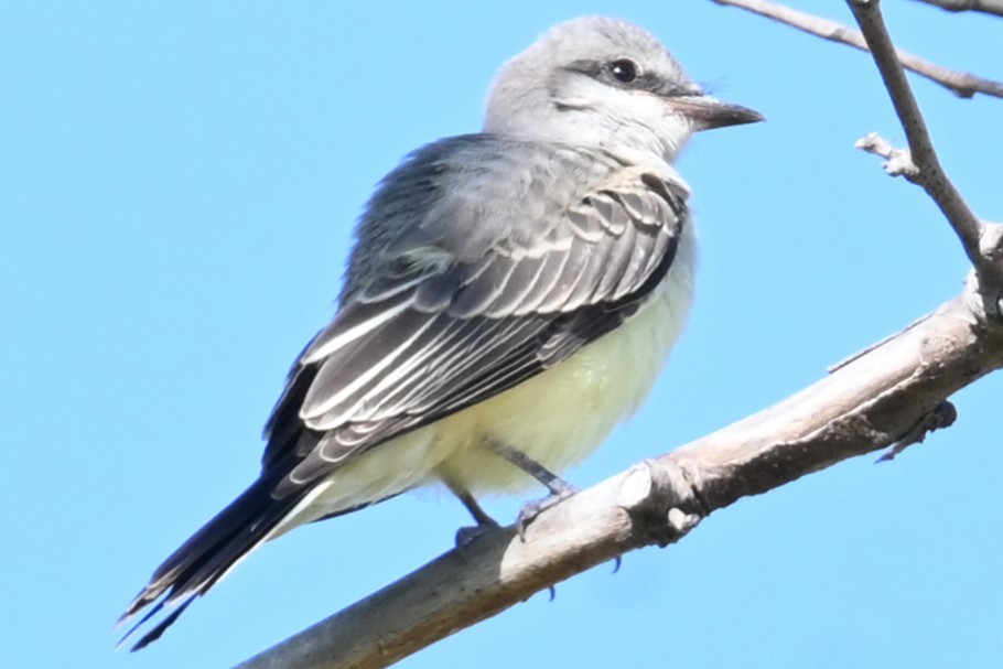 Western Kingbird - ML620657594