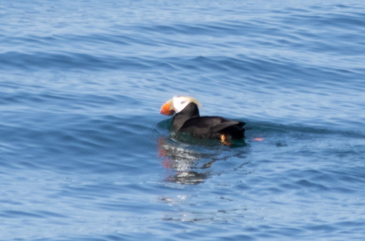 Tufted Puffin - ML620657598