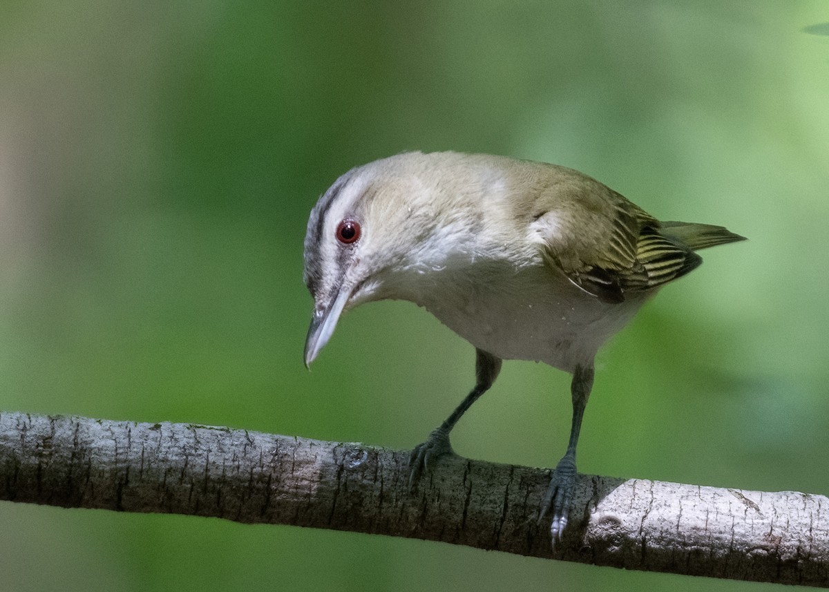 Vireo Ojirrojo - ML620657603