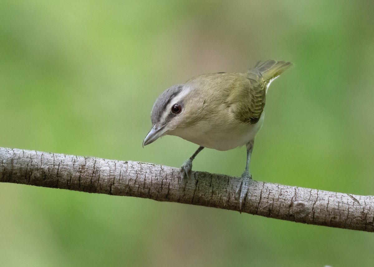 Red-eyed Vireo - Russell Brown