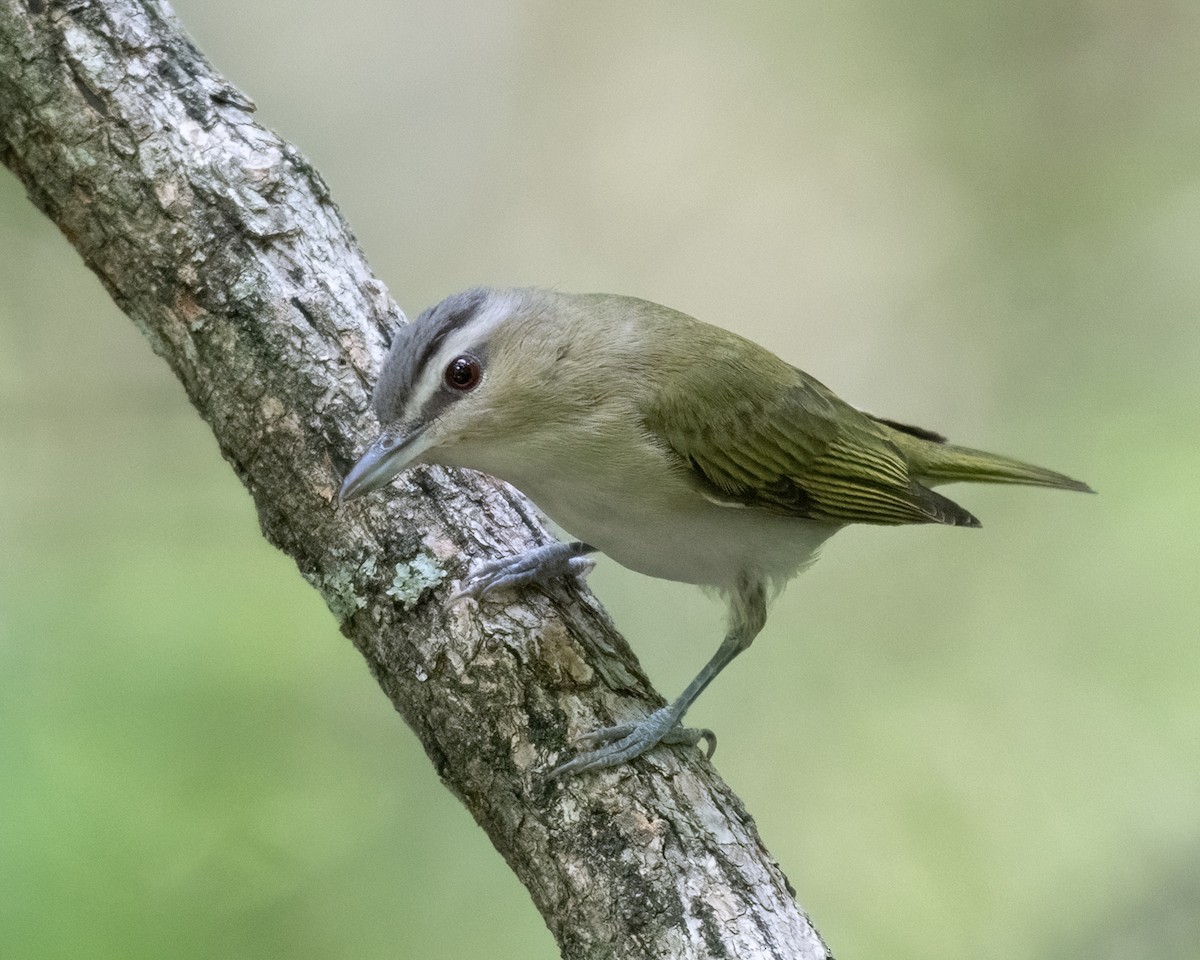 Vireo Ojirrojo - ML620657605