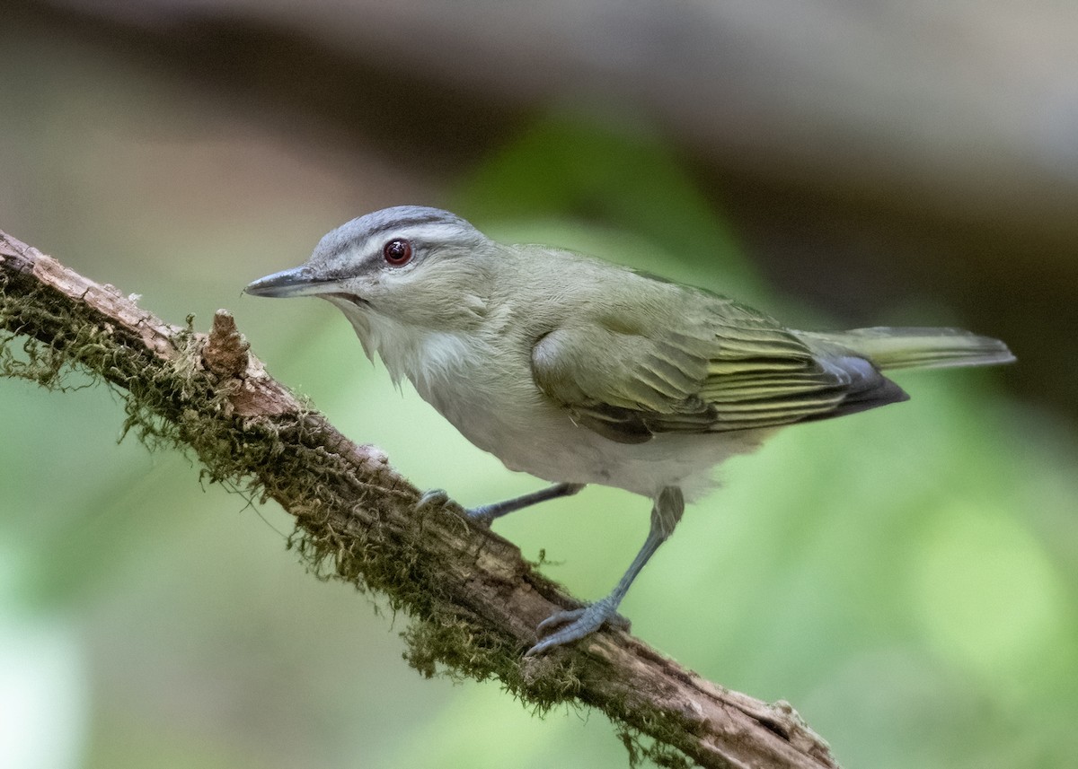 Vireo Ojirrojo - ML620657607