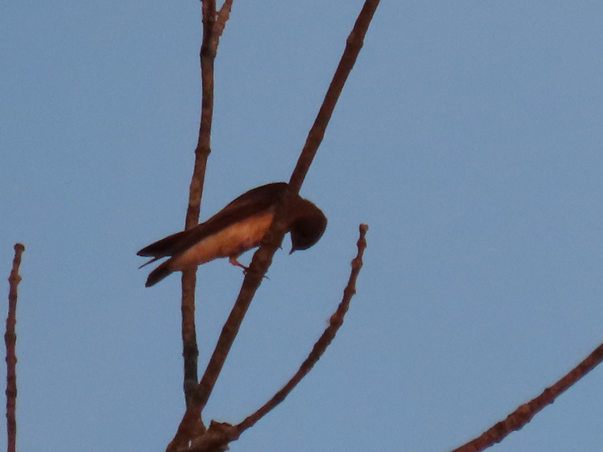 Northern Rough-winged Swallow - Jo Spilde