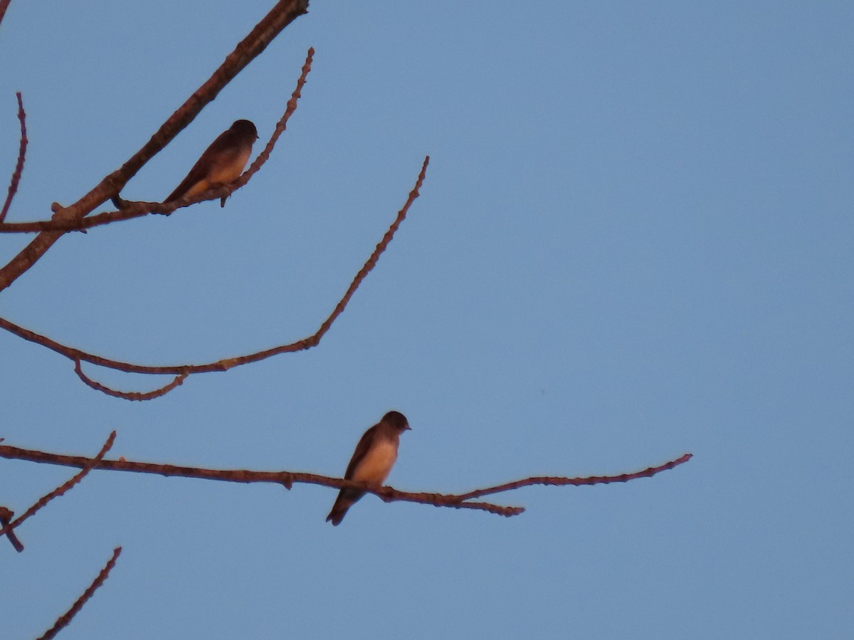 Northern Rough-winged Swallow - ML620657609