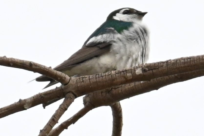 Violet-green Swallow - ML620657610