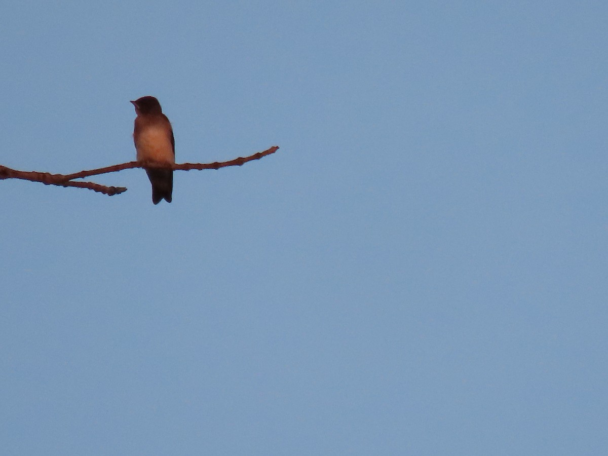 Northern Rough-winged Swallow - ML620657611