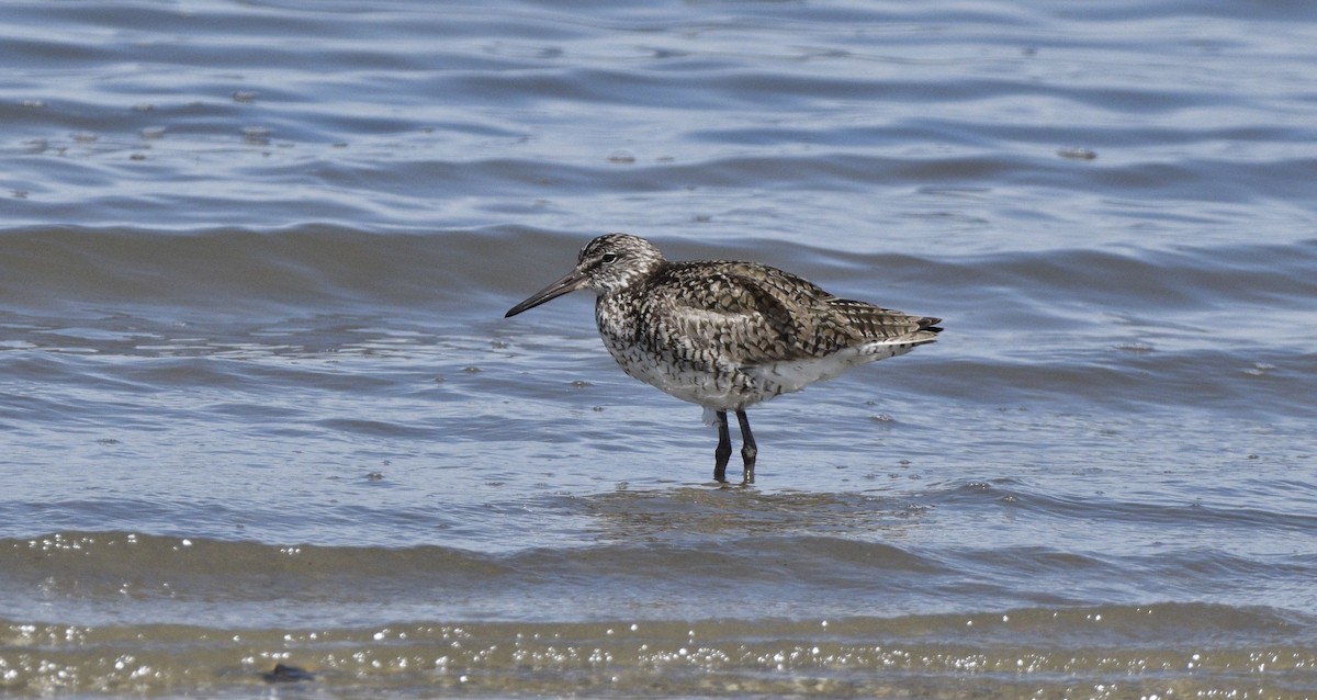 Willet - ML620657612