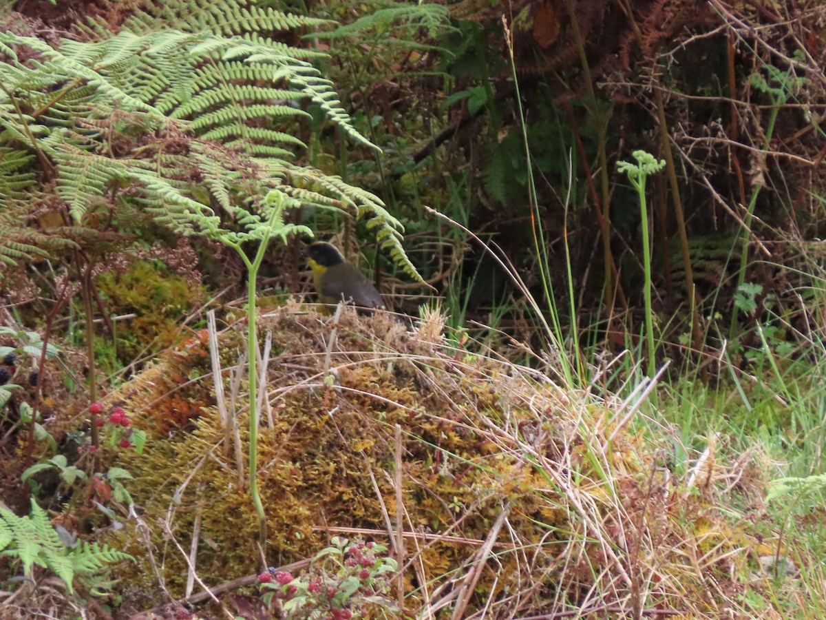 Pale-naped Brushfinch - ML620657616