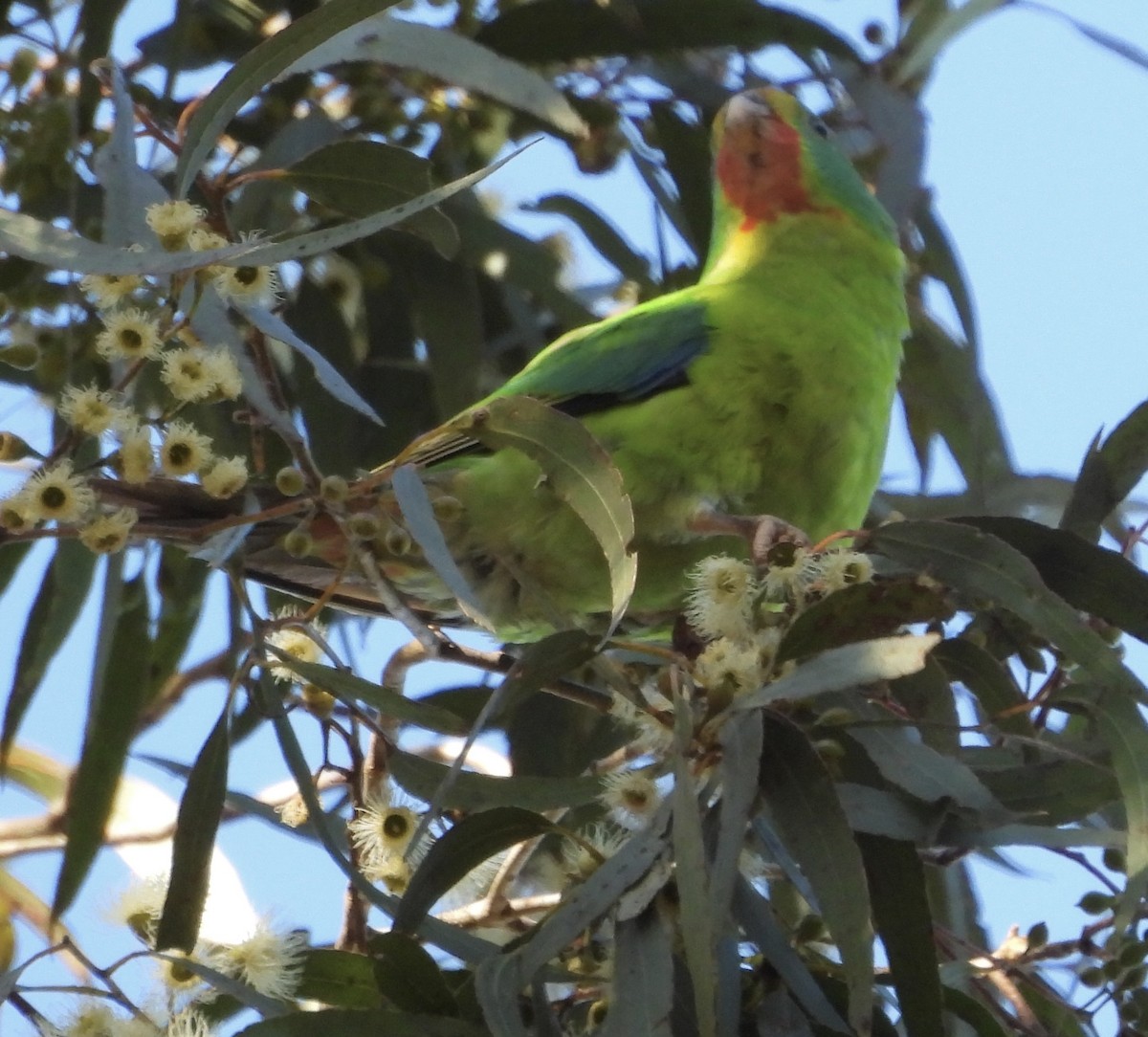 Swift Parrot - ML620657618