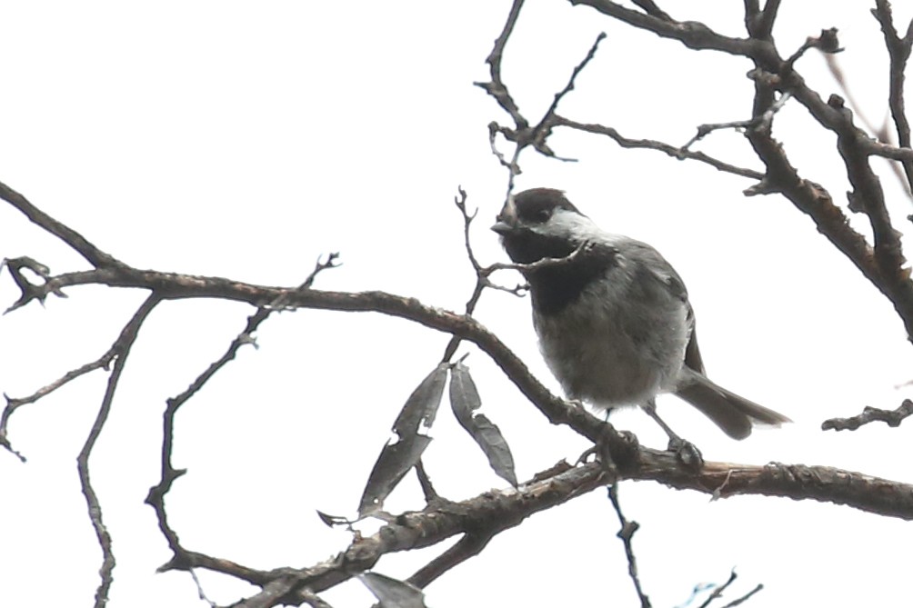 Mexican Chickadee - ML620657619