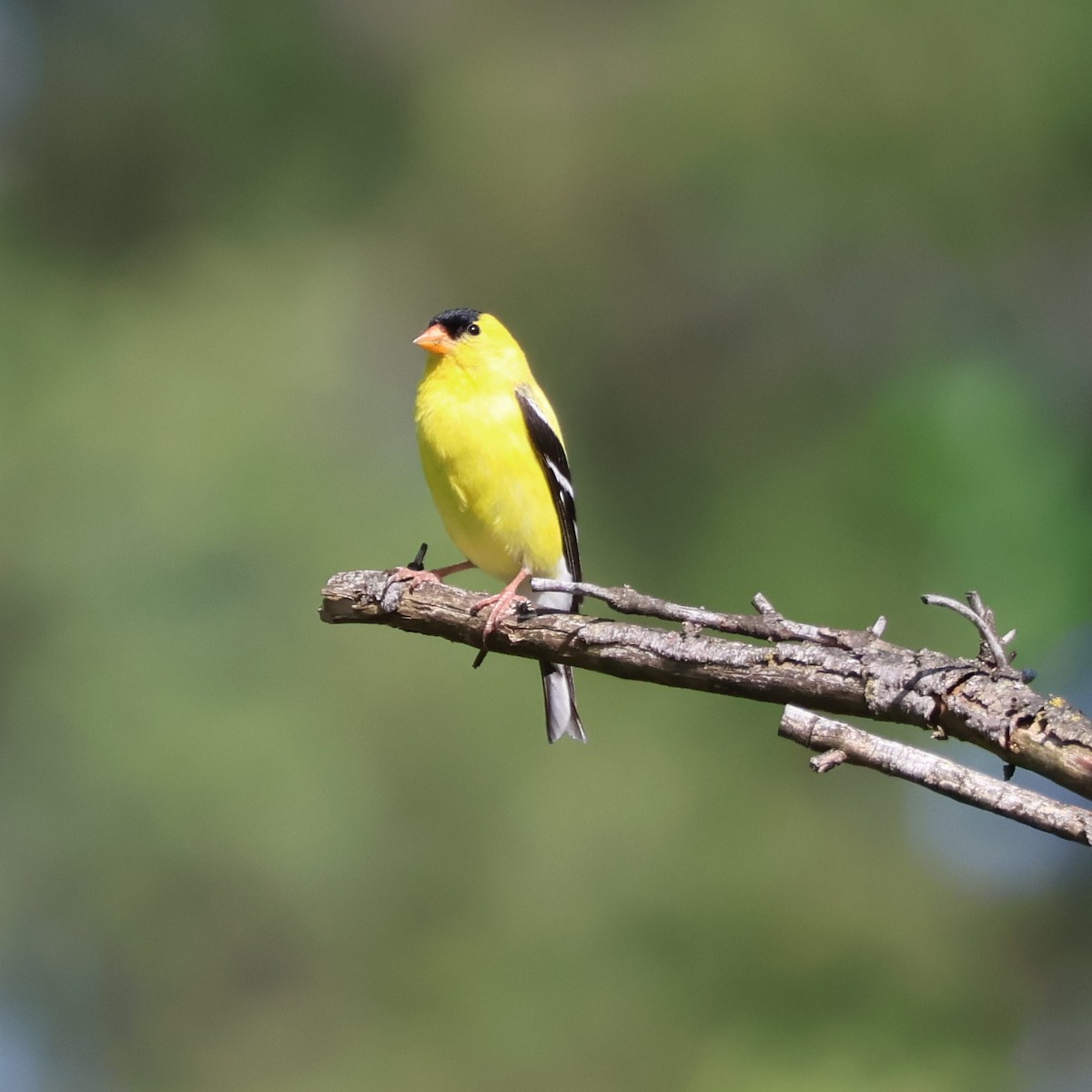 American Goldfinch - ML620657621