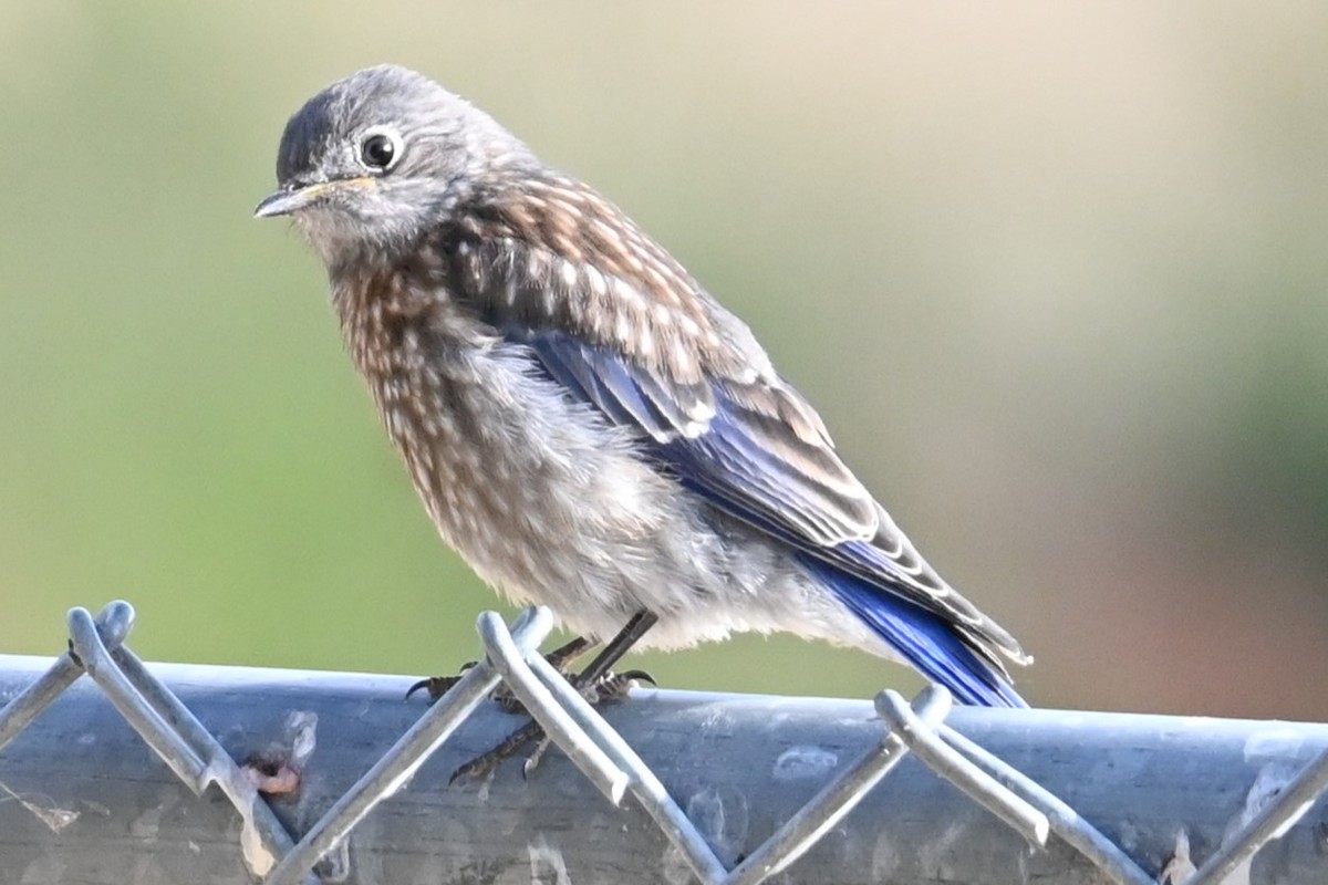 Western Bluebird - Remigio Miguel