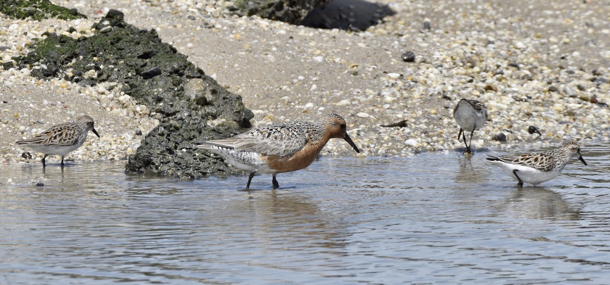 Red Knot - ML620657632