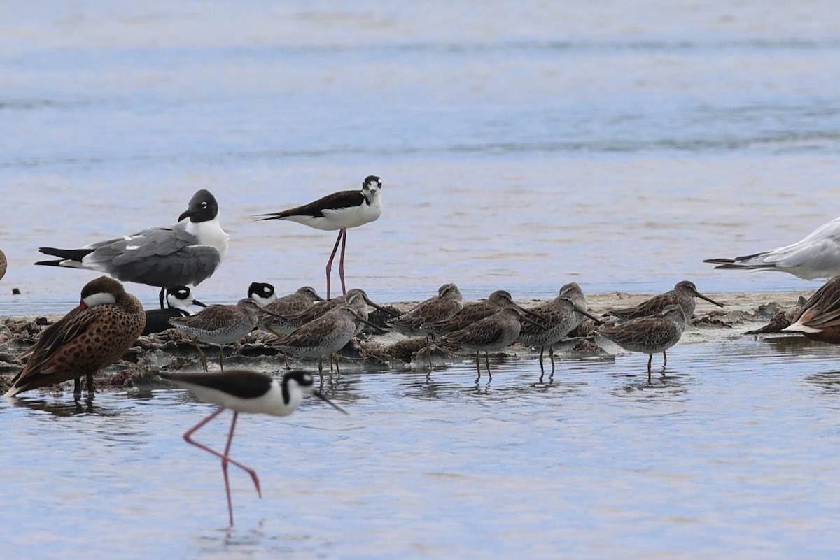 Short-billed Dowitcher - ML620657635