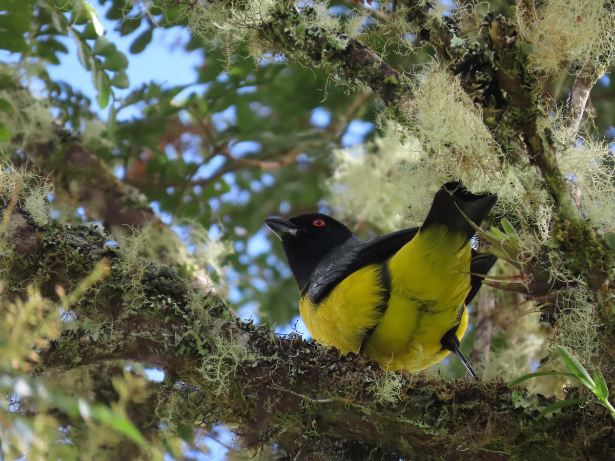 Hooded Mountain Tanager - ML620657637