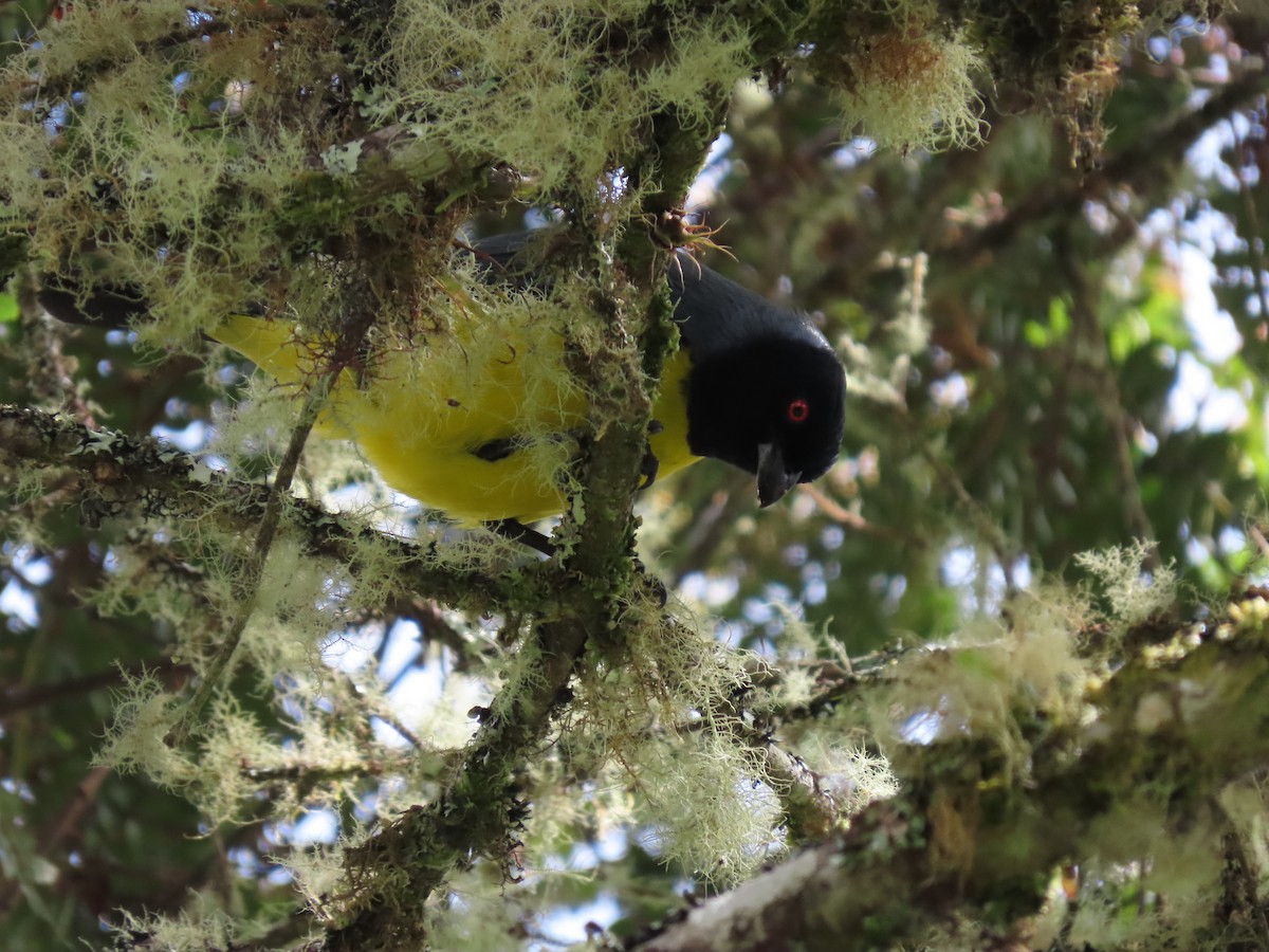 Hooded Mountain Tanager - ML620657640