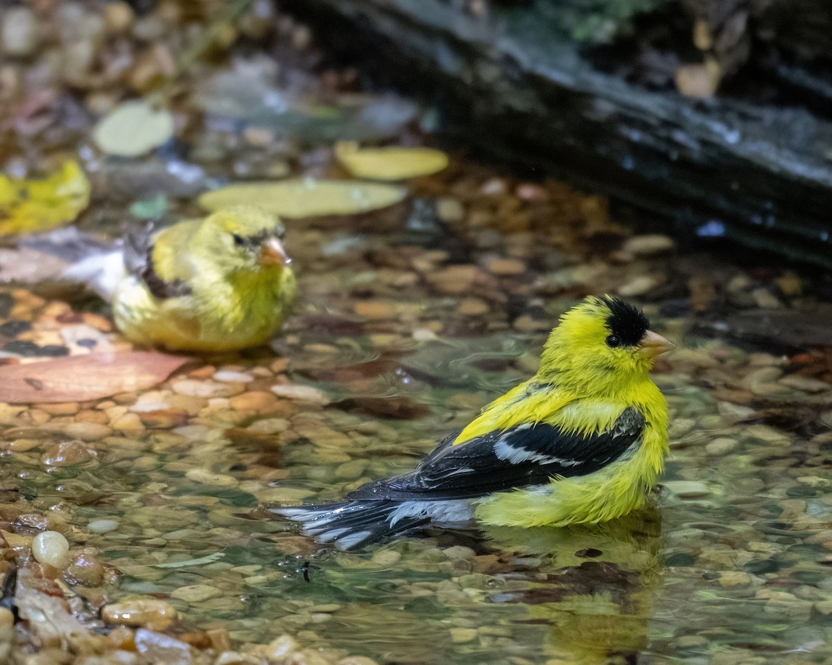 American Goldfinch - ML620657645