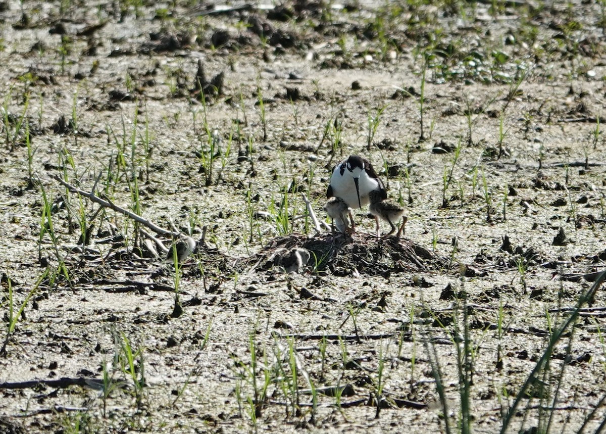 Échasse d'Amérique - ML620657648