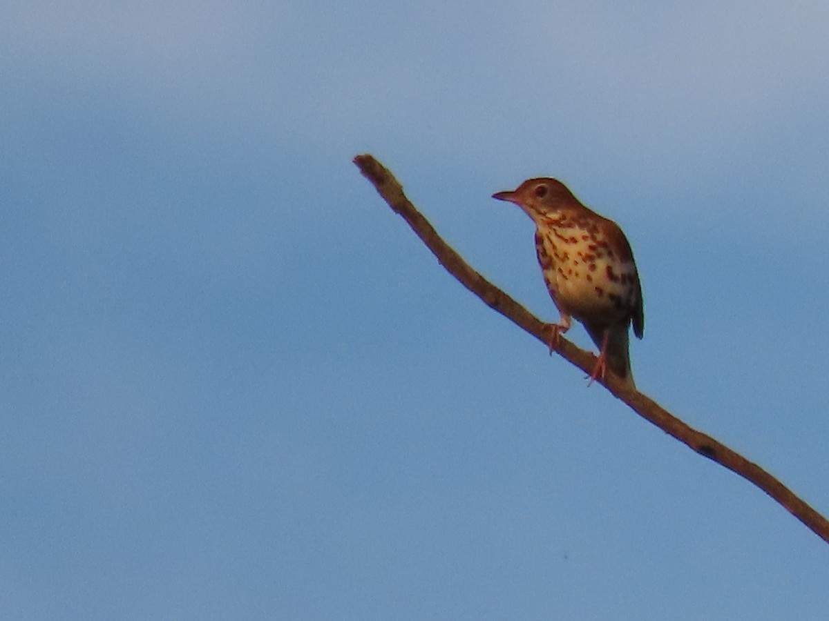 Wood Thrush - Jo Spilde