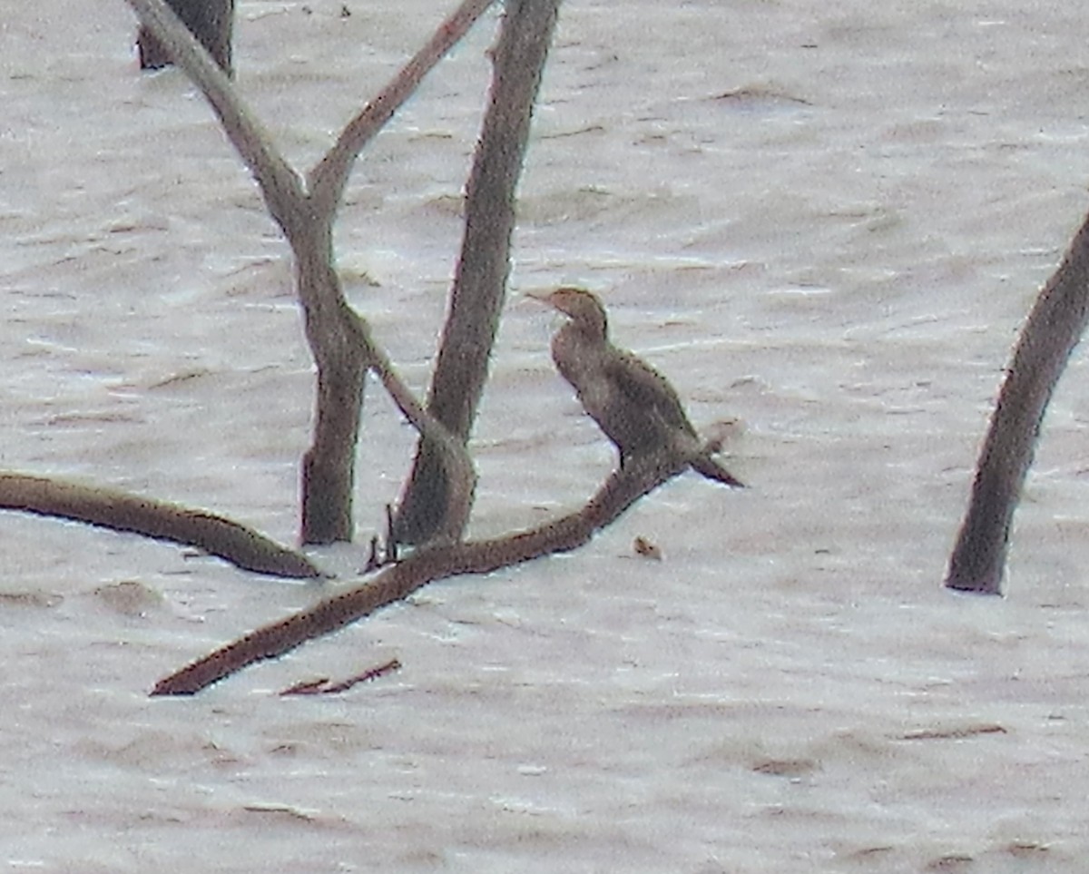 Neotropic Cormorant - Scott Loss