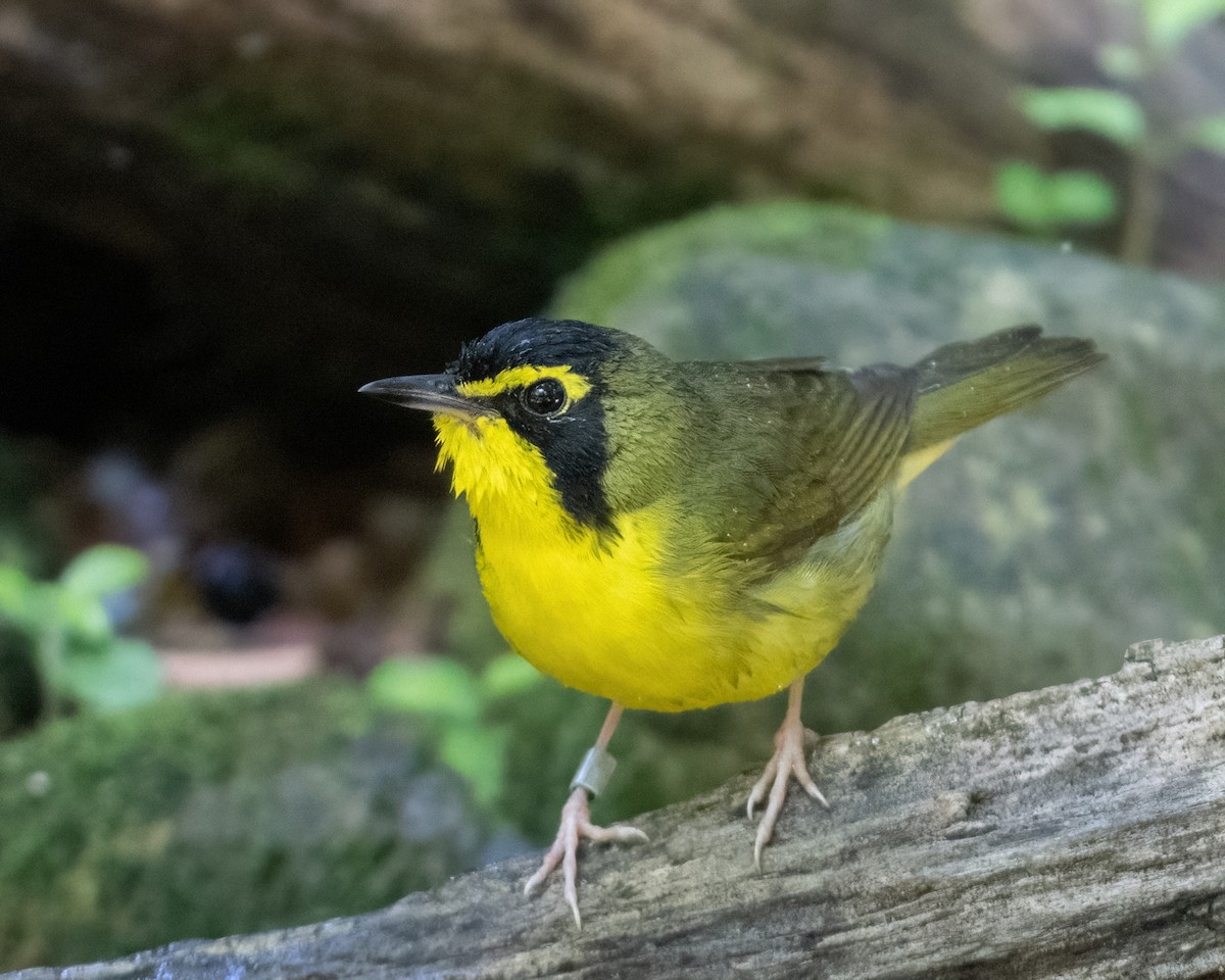 Kentucky Warbler - ML620657667