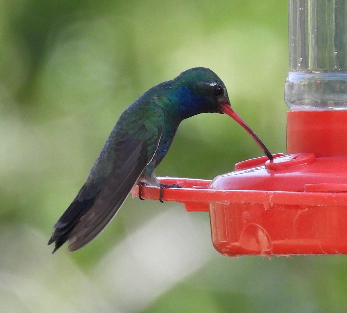 Broad-billed Hummingbird - ML620657677