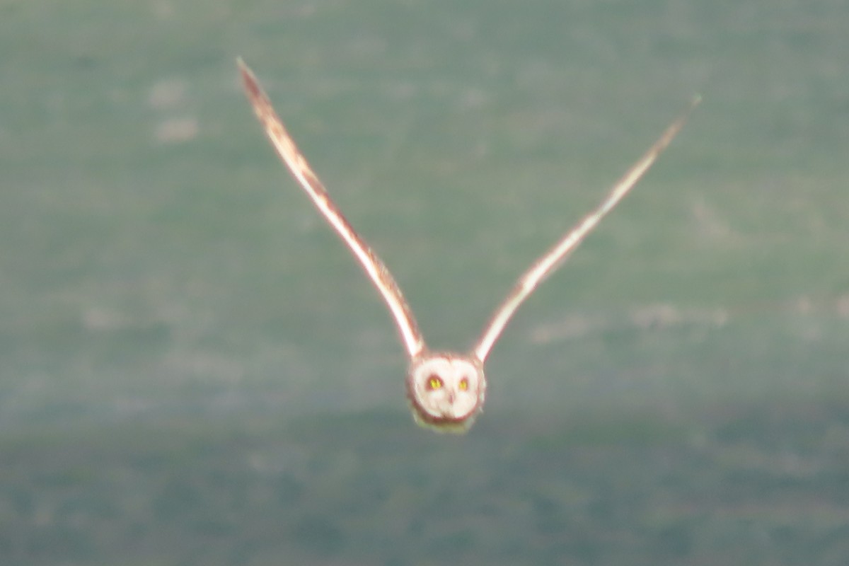 Short-eared Owl - ML620657683