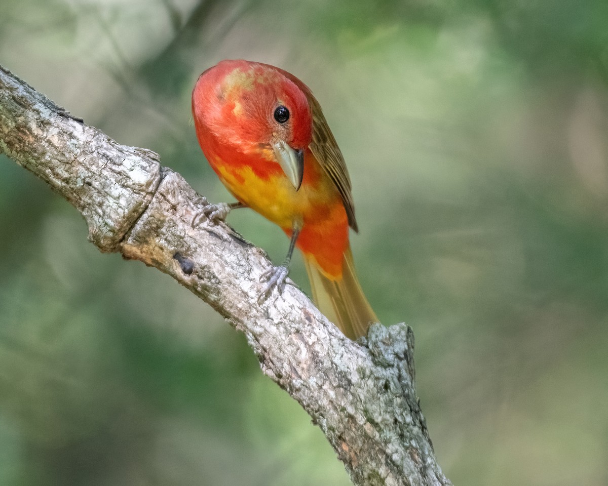 Summer Tanager - Russell Brown