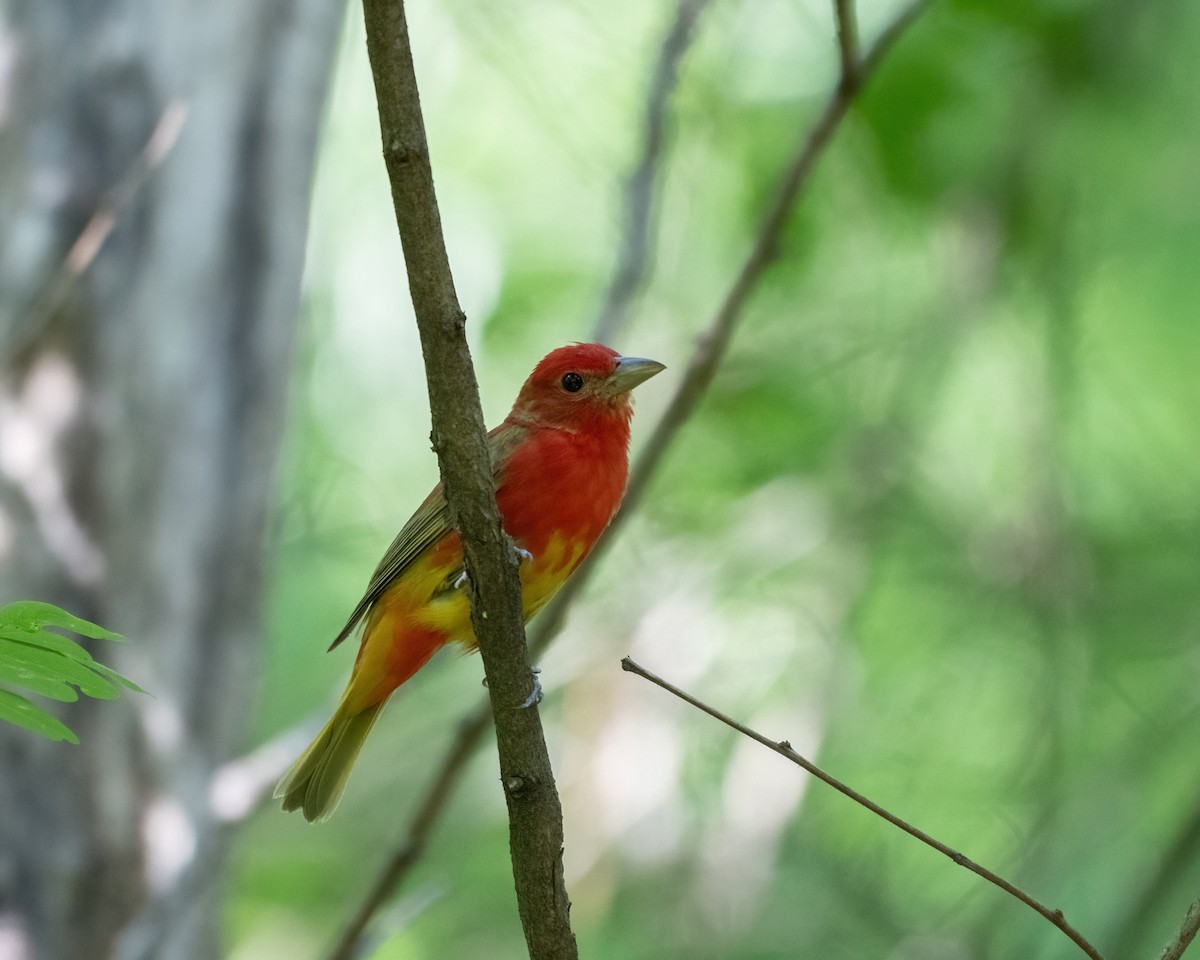 Summer Tanager - ML620657688